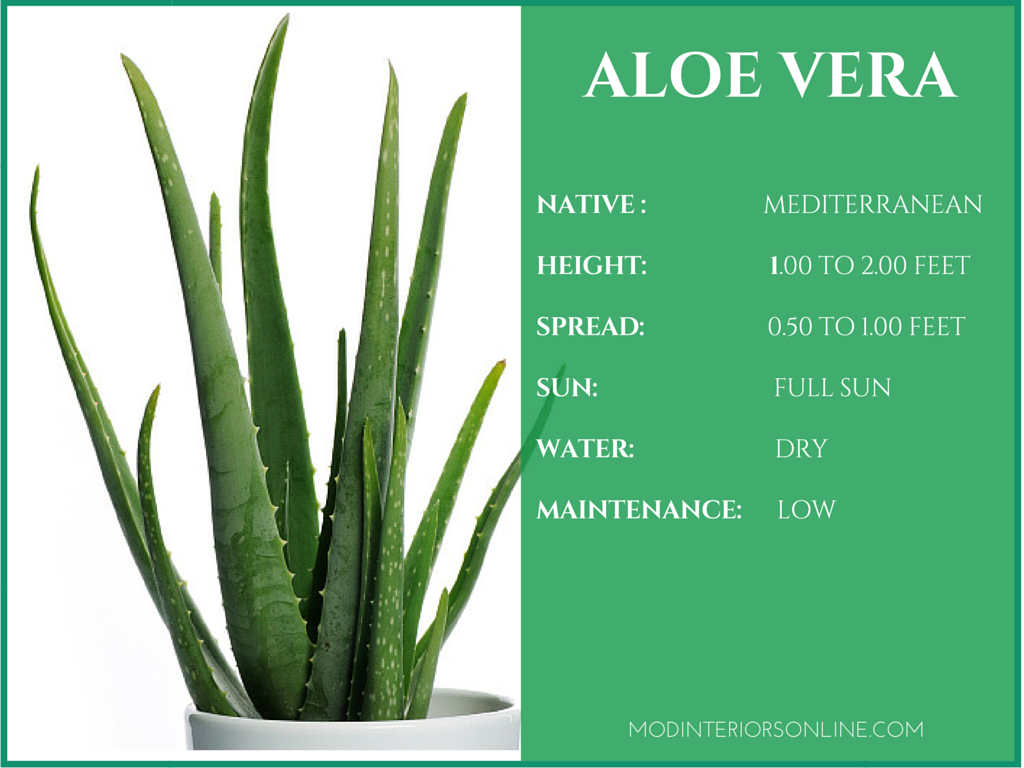 Best-Indoor-plants-Houseplants-Your-Home Clean-Air Healthy-Living-Purified Air-Healthy Living-VOCs- Snake Plant- Golden Pothos- Peace Lily- Bamboo Palm- Aloe Vera