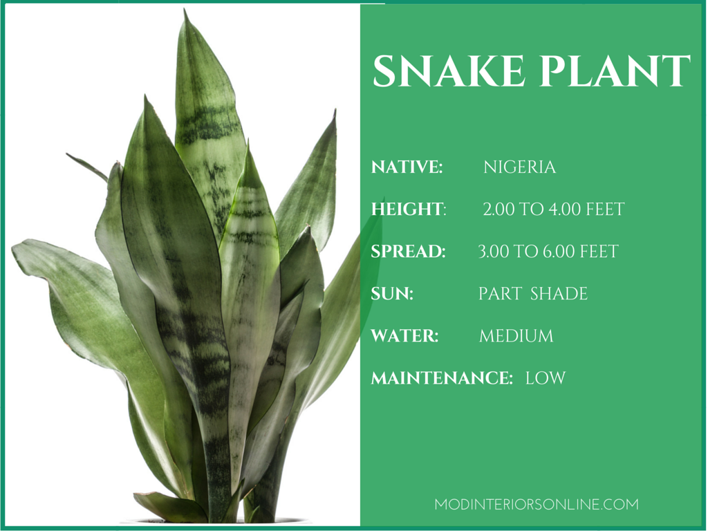 Best-Indoor-plants-Houseplants-Your-Home Clean-Air Healthy-Living-Purified Air-Healthy Living-VOCs- Snake Plant- Golden Pothos- Peace Lily- Bamboo Palm- Aloe Vera