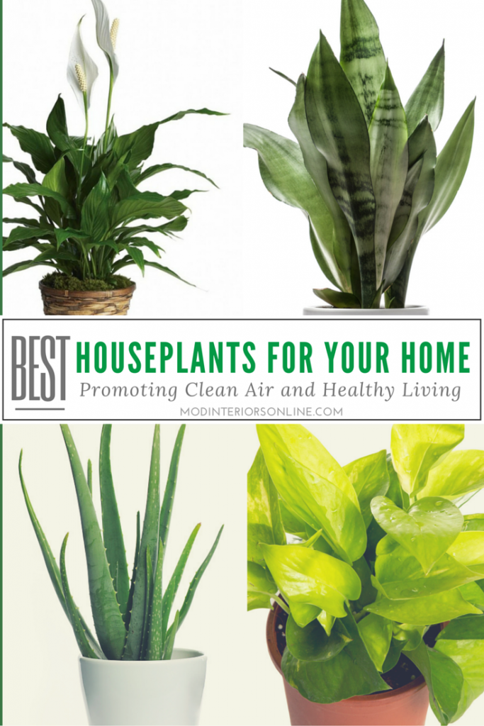Best-Indoor-plants-Houseplants-Your-Home Clean-Air Healthy-Living-Purified Air-Healthy Living-VOCs- Snake Plant- Golden Pothos- Peace Lily- Bamboo Palm- Aloe Vera